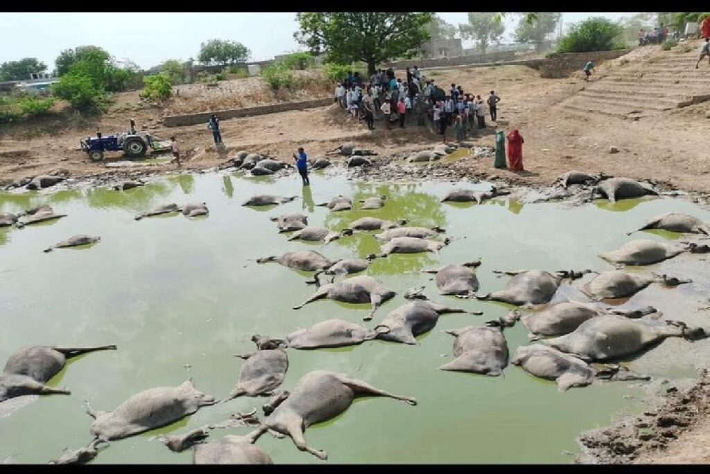 Rajasthan News/ Image Credit: @rajgarh_mamta1 X Handle