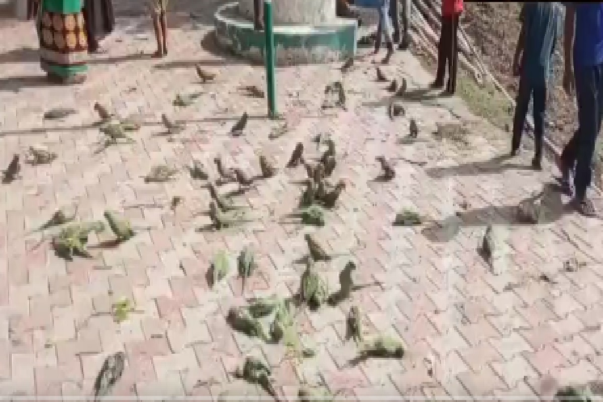Jhansi News: सैकड़ों की संख्या में मृत मिले तोता-मैना, ग्रामीणों में भय का माहौल
