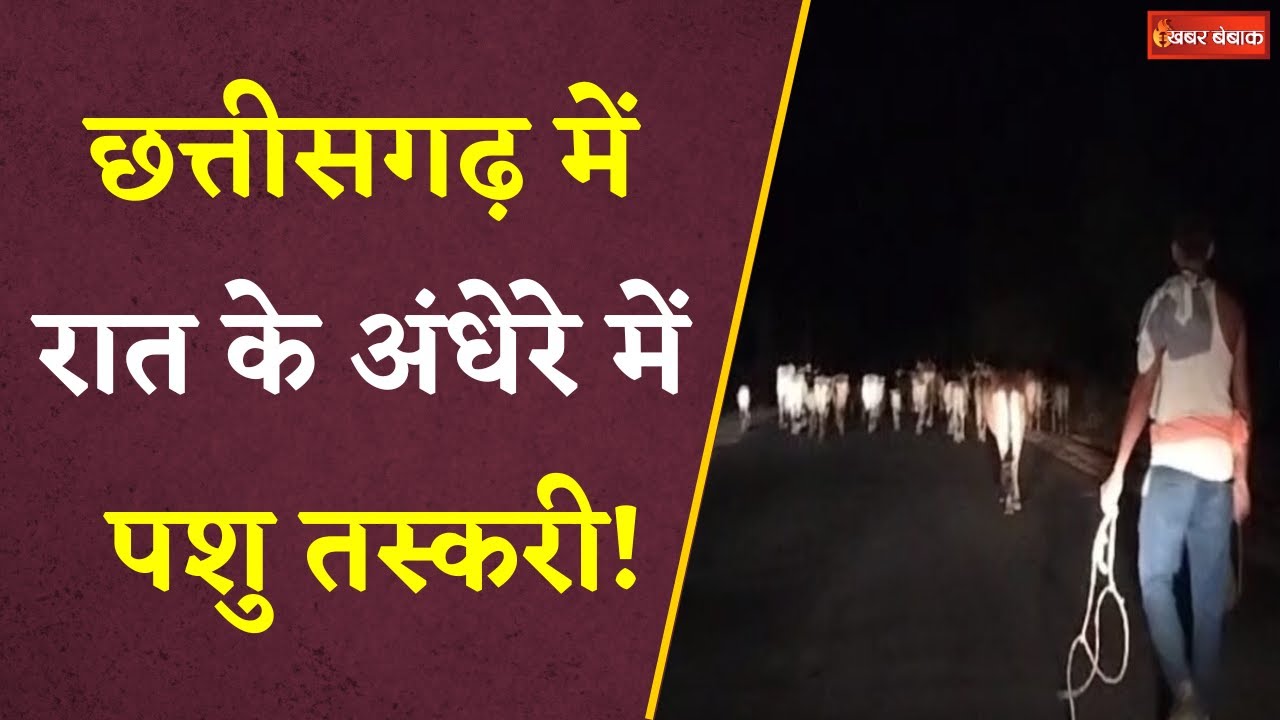 रात के अंधेरे में पशु तस्करी! पुलिस ने तस्करों से छुड़ाए 50 से ज्यादा मवेशी| Balrampur Cow Smuggling