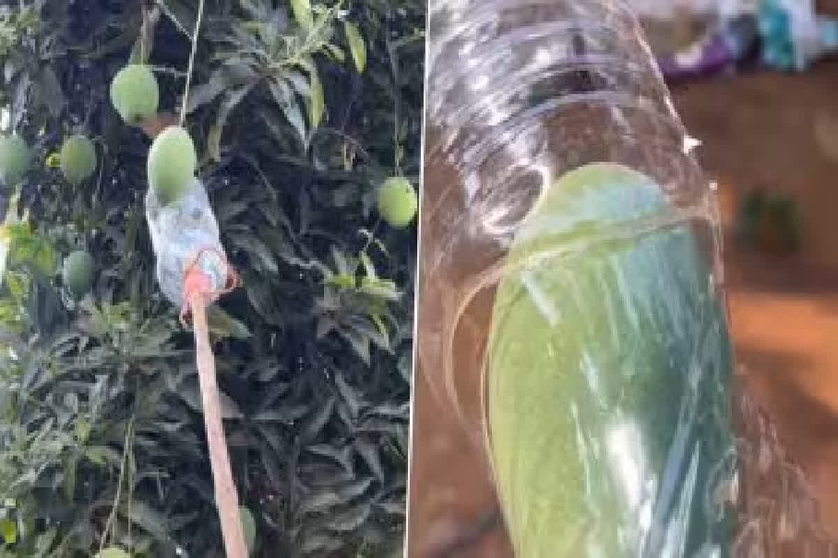 Desi Jugaad Viral Video: आम तोड़ने के लिए शख्स ने किया देसी जुगाड़, देखते रह गए लोग, आप भी देखें वायरल वीडियो