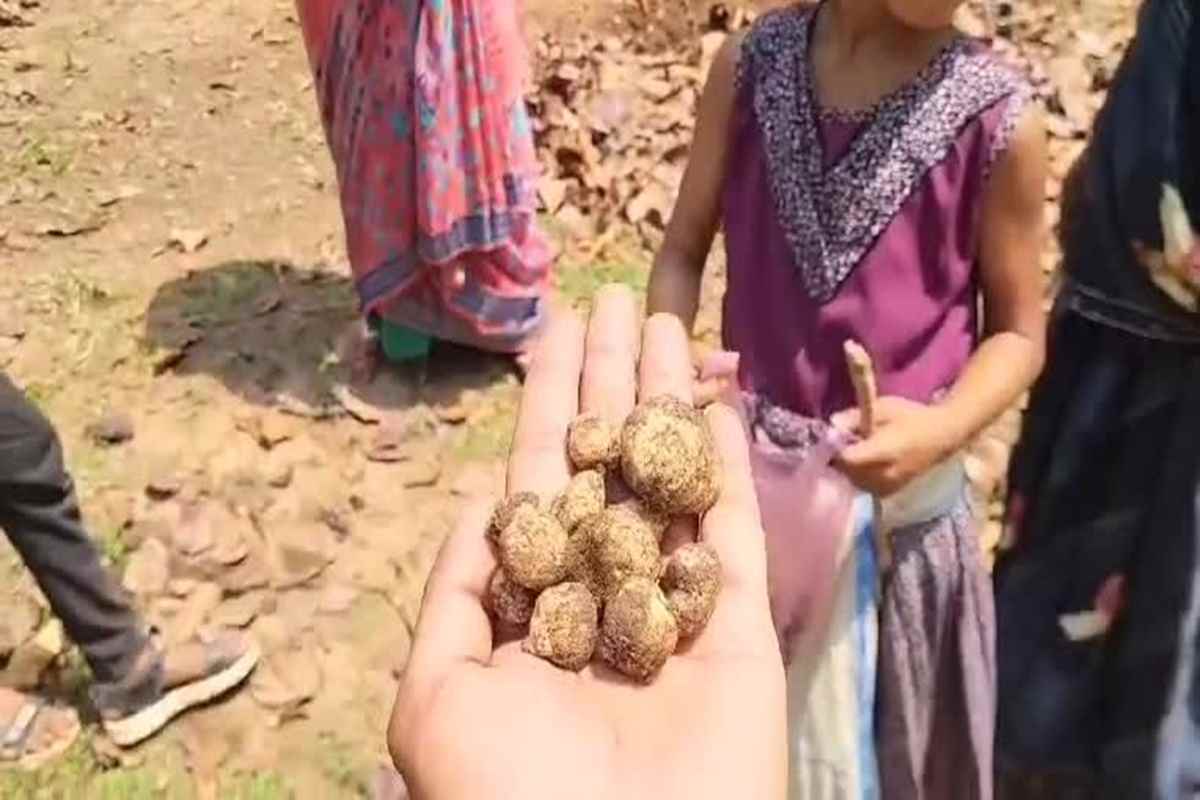 Boda Mushroom Price: मानसून की एंट्री के साथ दिखने लगा ‘काला सोना’.. 2000 रुपये प्रति किलो है कीमत, मिलते हैं कई गजब के फायदे
