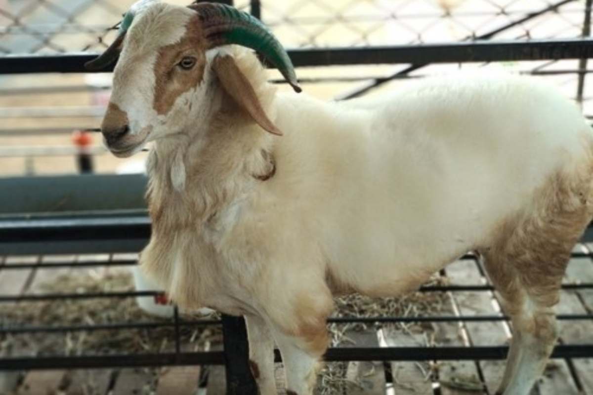 Sacrifice ban Before Eid al-Adha: कुर्बानी करने पर लगी रोक…नहीं मना पाएंगे बकरीद, लगेगा 5 लाख रुपए का जुर्माना, ईद से पहले जारी हुआ फरमान