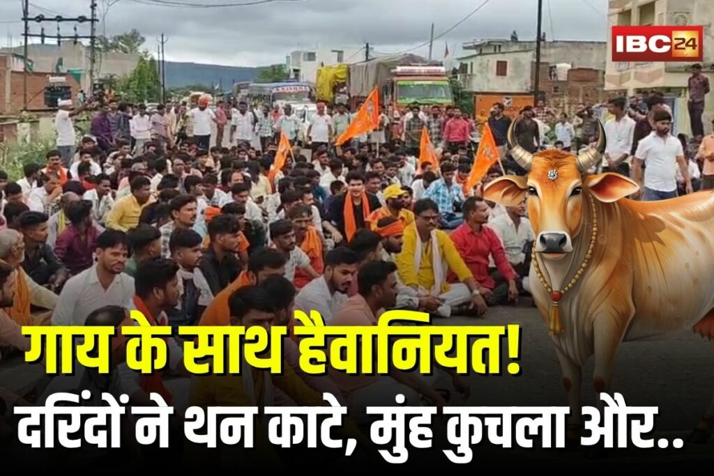 Cow Killing in Damoh | Image Source | IBC24