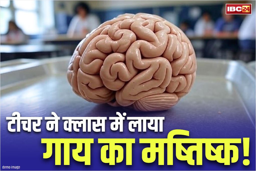 ‘Cow’s brain in biology class: जीव विज्ञान पढ़ाने कक्षा में ले आया ‘गाय का मष्तिष्क!’.. भारी विरोध के बाद स्कूल ने किया बायो के टीचर को सस्पेंड