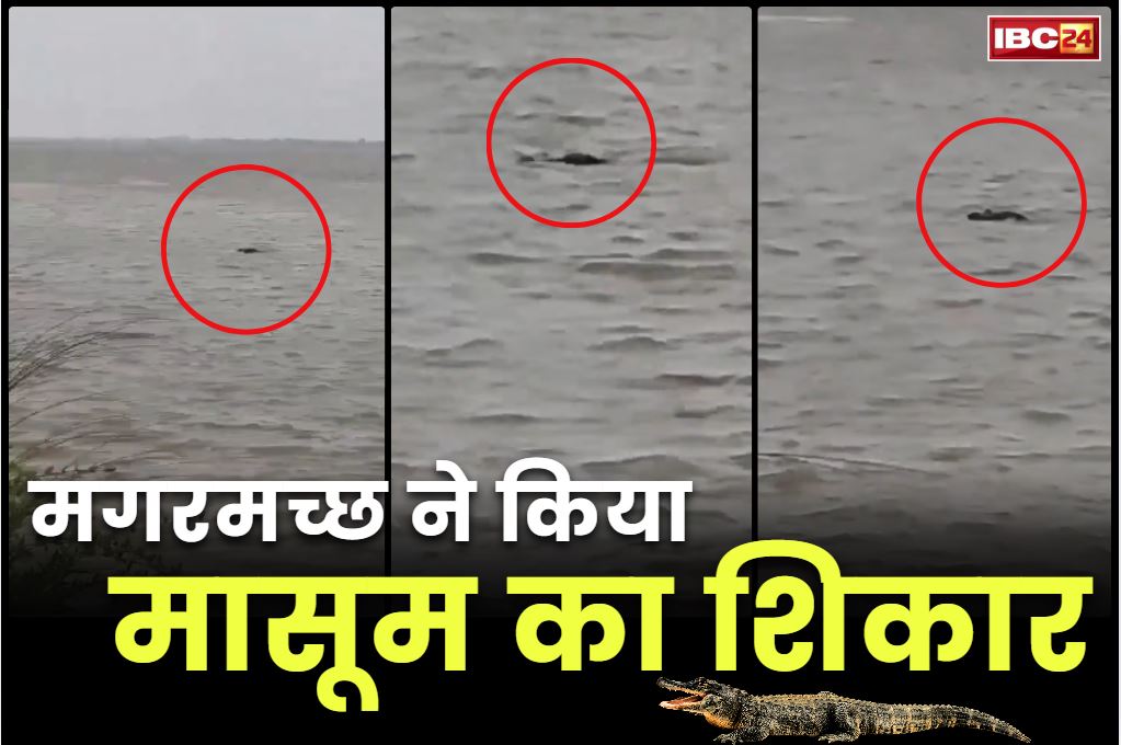 Crocodile Hunted a Child Video: 13 साल के बच्चे को नदी के भीतर खींच ले गया मगरमच्छ.. भैंसो को नहला रहा था तभी मारा झपट्टा.. वायरल हो रहा ये खौफनाक वीडियो