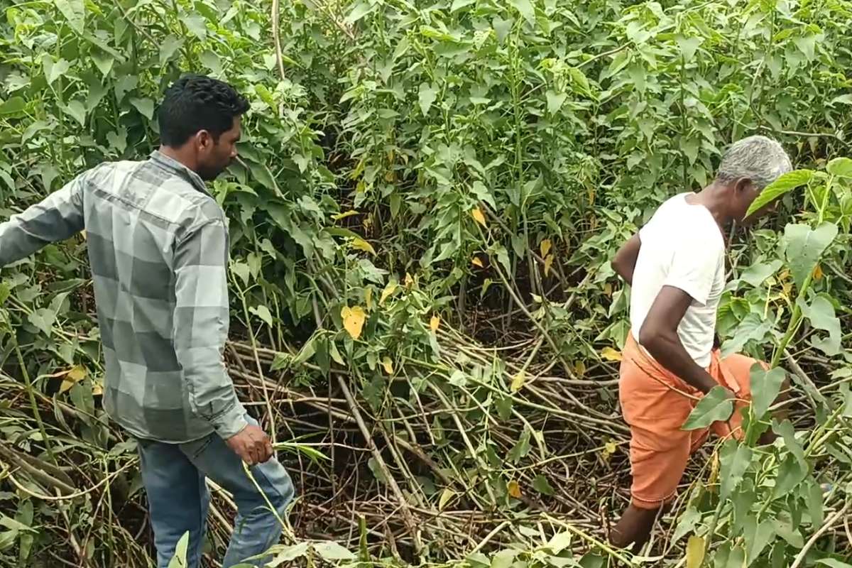 Dindori News Today: पाताल लोक से आ रही चक्की पीसने की रहस्यमयी आवाज, ग्रामीणों ने कहा गड़े हुए धन का है संकेत, दूर-दूर से देखने आ रहे लोग