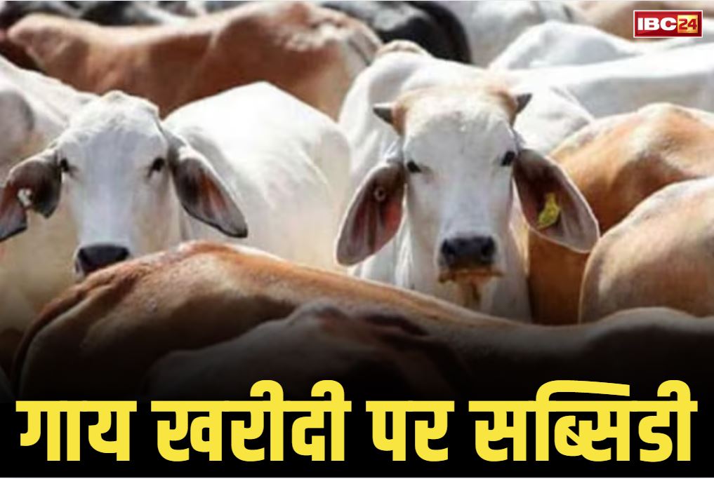 Subsidy to Buy Cows: अब गाय खरीदने के लिए BJP सरकार देगी पैसे!.. कैबिनेट के बैठक में इस बड़े प्रस्ताव पर मुहर, जानें कैसे मिलेगा योजना का फायदा