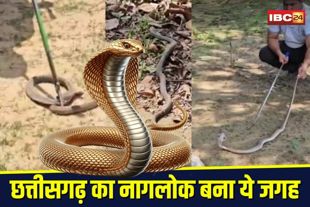 Jashpur Snakebite Case | Image Source | IBC24