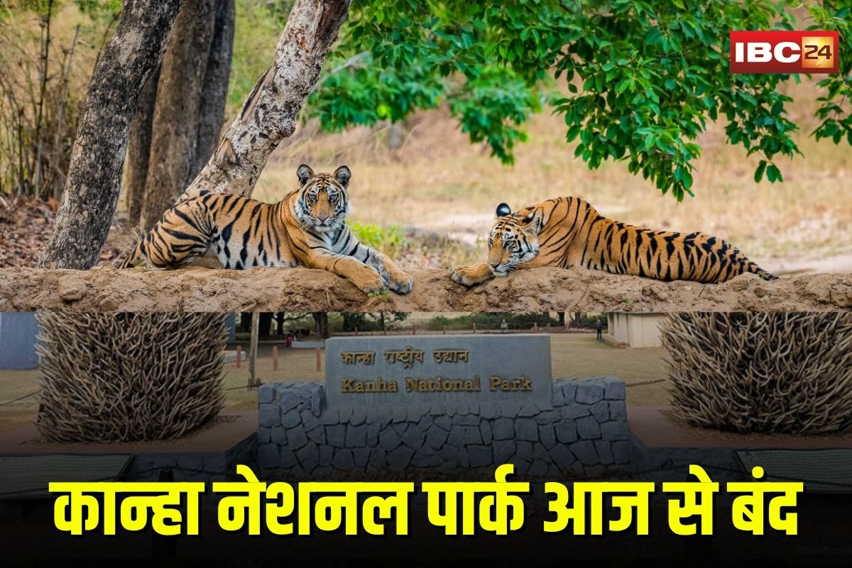 Kanha National Park: कान्हा नेशनल पार्क आज से बंद, बफर जोन में जारी रहेगा सफारी का रोमांच, इस साल पहुँचे 2.58 लाख पर्यटक