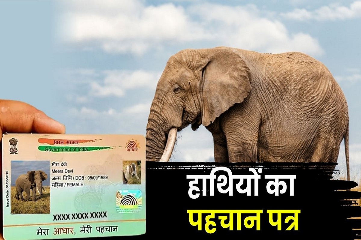 Kanha Tiger Reserve: अब पालतू हाथियों का भी बनेगा आधार कार्ड! दिया जाएगा खास नंबर, जल्द शुरू होगी प्रक्रिया