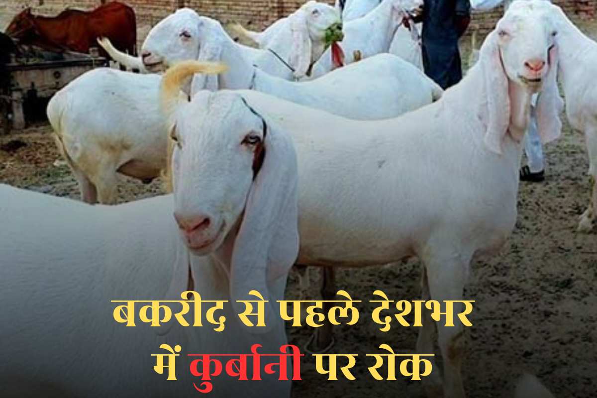 Sacrifice Ban in Bakrid: देशभर में कुर्बानी पर लगी रोक….बकरों की खरीदी बिक्री पर तत्काल रोक, बकरीद से पहले यहां की सरकार ने लिया बड़ा फैसला