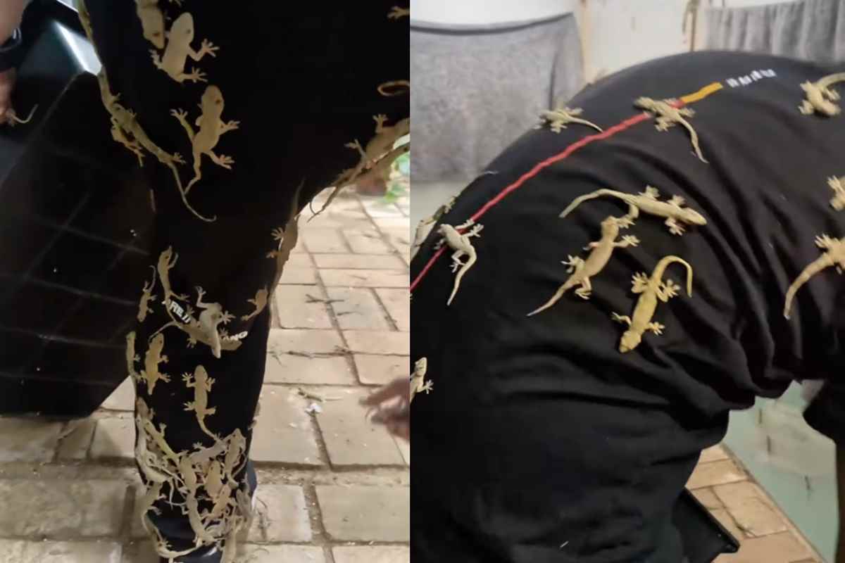 Lizard Man Video Viral: आजतक नहीं देखा होगा छिपकलियों के प्रति ऐसा प्यार, शख्स के शरीर पर दोस्त की तरह लिपटी, वीडियो देख उड़ जाएंगे आपके होश