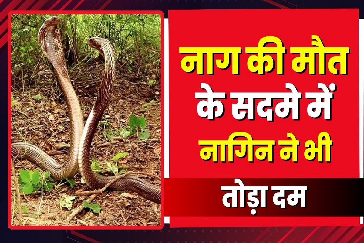 Naag-Nagin Viral Video: अधूरी रह गई नागिन की प्रेम कहानी, ट्रक की चपेट में आने से नाग की मौत, 24 घंटे बाद नागिन ने भी तोड़ा दम, देख नम हो गई लोगों की आंखें