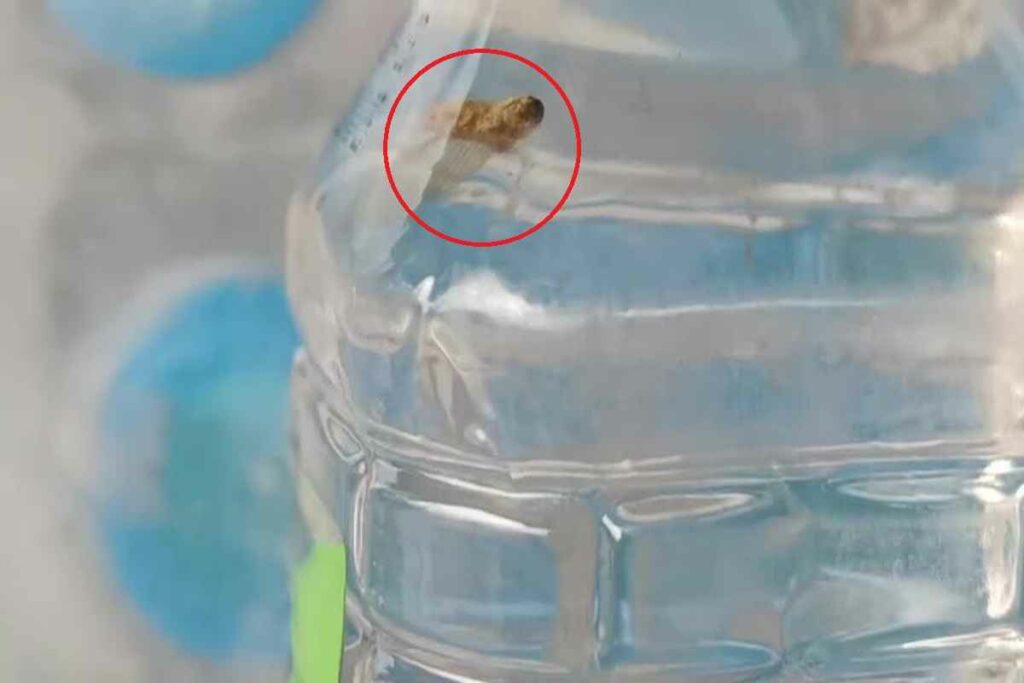 Pani Ki Bottle Me Kida/Image Credit: IBC24