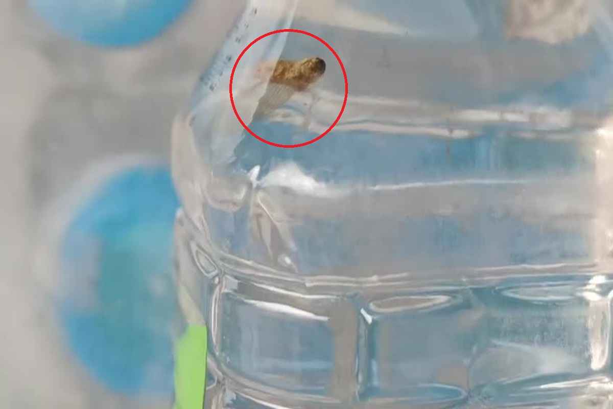 Pani Ki Bottle Me Kida: सीलबंद पानी की बोतल में मिला कीड़ा, शिकायत मिलने पर लीपापोती करने जुटी कंपनी, देखें वीडियो