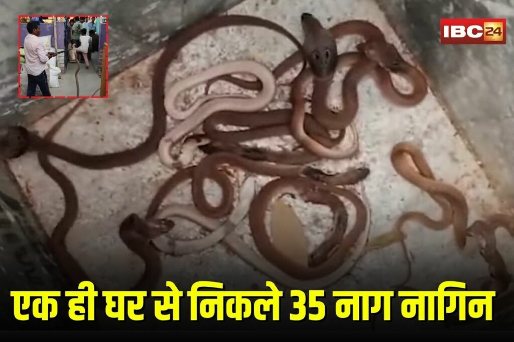 Raipur Snake Viral Video | Image Source | IBC24