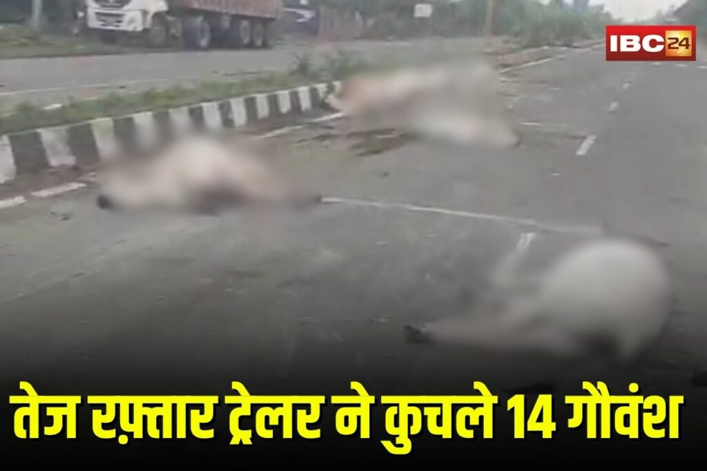 Rewa Cow Accident | Image Source | IBC24