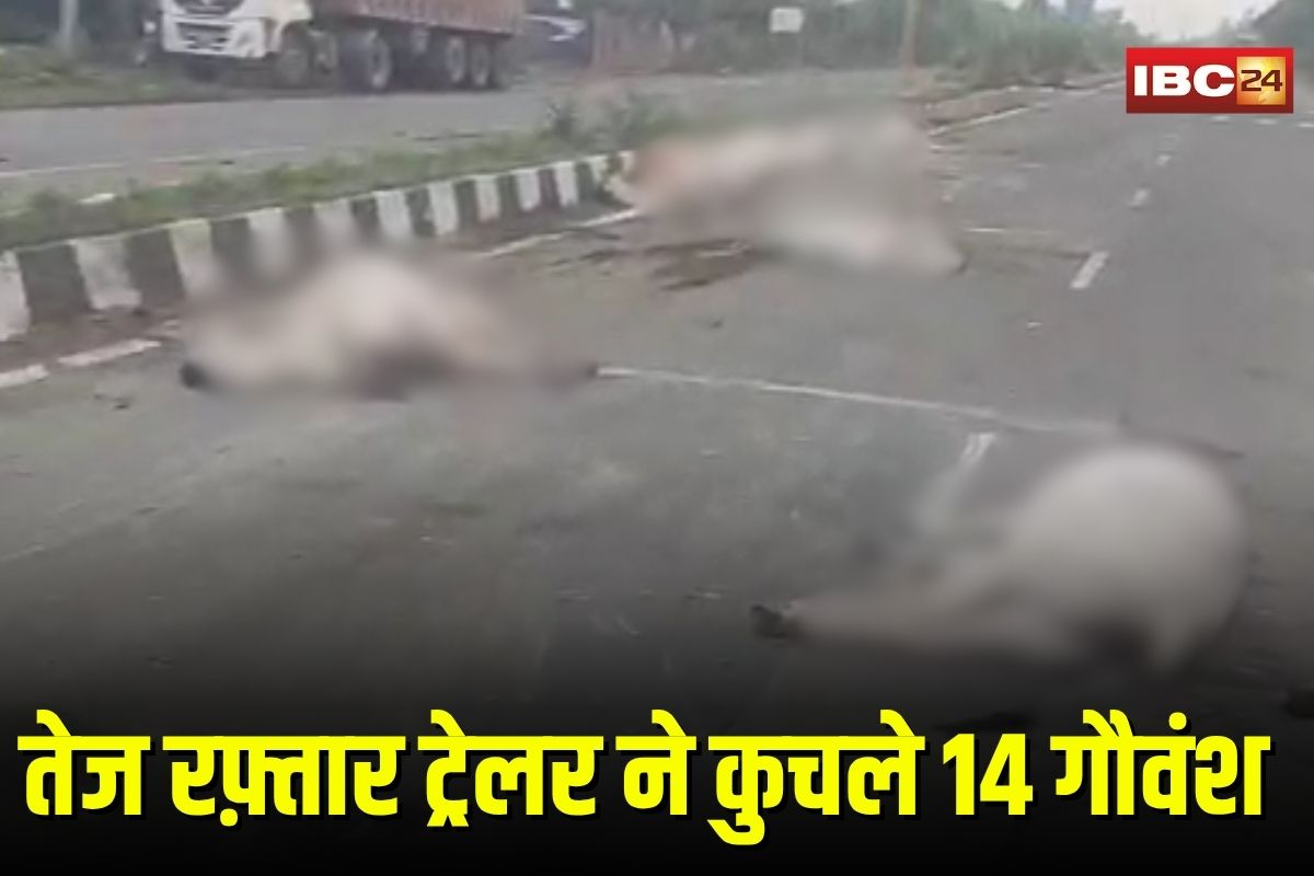 Rewa Cow Accident: नेशनल हाइवे पर तेज रफ़्तार ट्रेलर ने कुचले 14 गौवंश, 11 की मौके पर मौत, तड़पते रहे घायल, प्रशासन नदारद