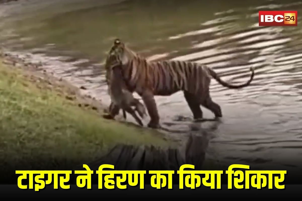 Satpura Tiger Reserve: पानी पीने आया था मासूम हिरण का शावक… टाइगर ने घात लगाकर कर दिया शिकार, लाइव सीन कैमरे में कैद