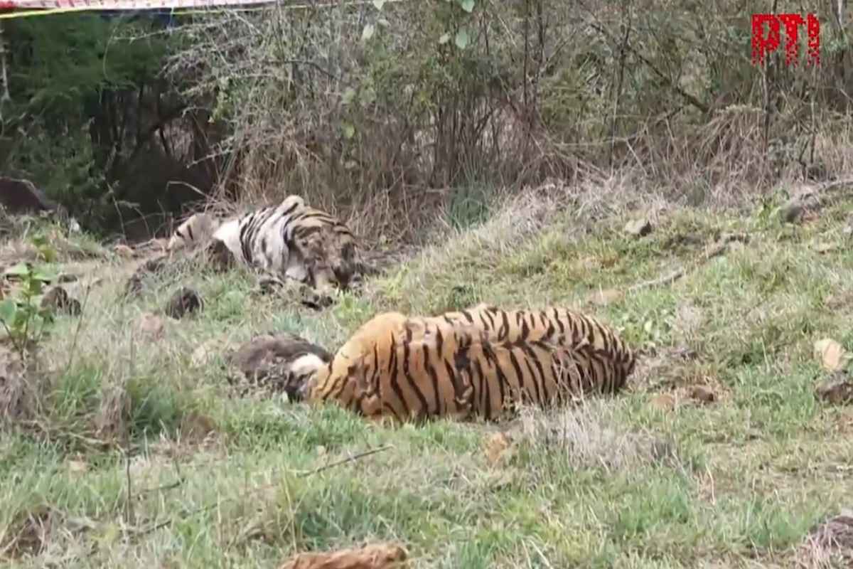 Five Tigers Died: एक साथ पांच बाघों की मौत.. इस अभयारण्य संदिग्ध परिस्थितियों में मिले पाचों के शव, मचा हड़कंप