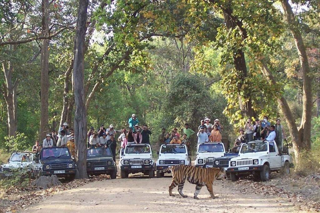 MP Tiger Reserve Closed/Image Credit: IBC24 File