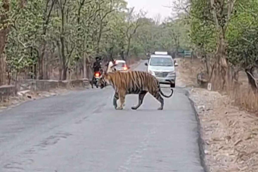 Panna Tiger Video/Image Credit: IBC24