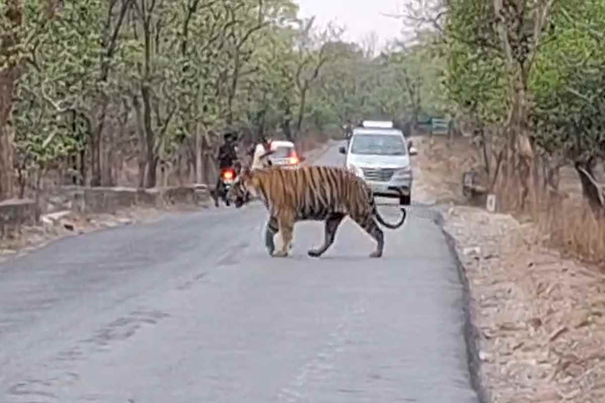 Panna News: राहगीर सावधान… शहर से लगे इस घाटी पर घूम रहा बाघ, सड़क पार करते आया नजर, देखें वीडियो