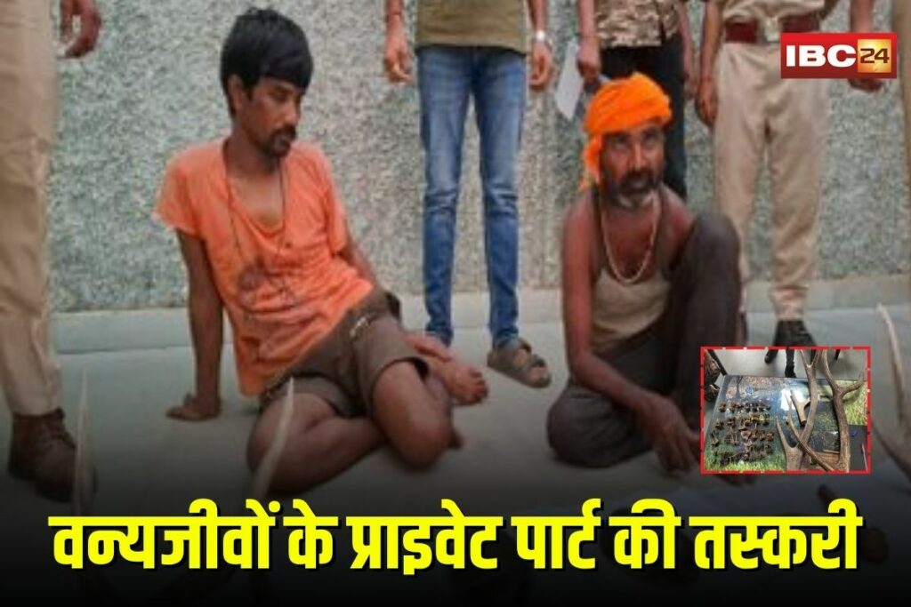 Wildlife Trafficking | Image Source | IBC24