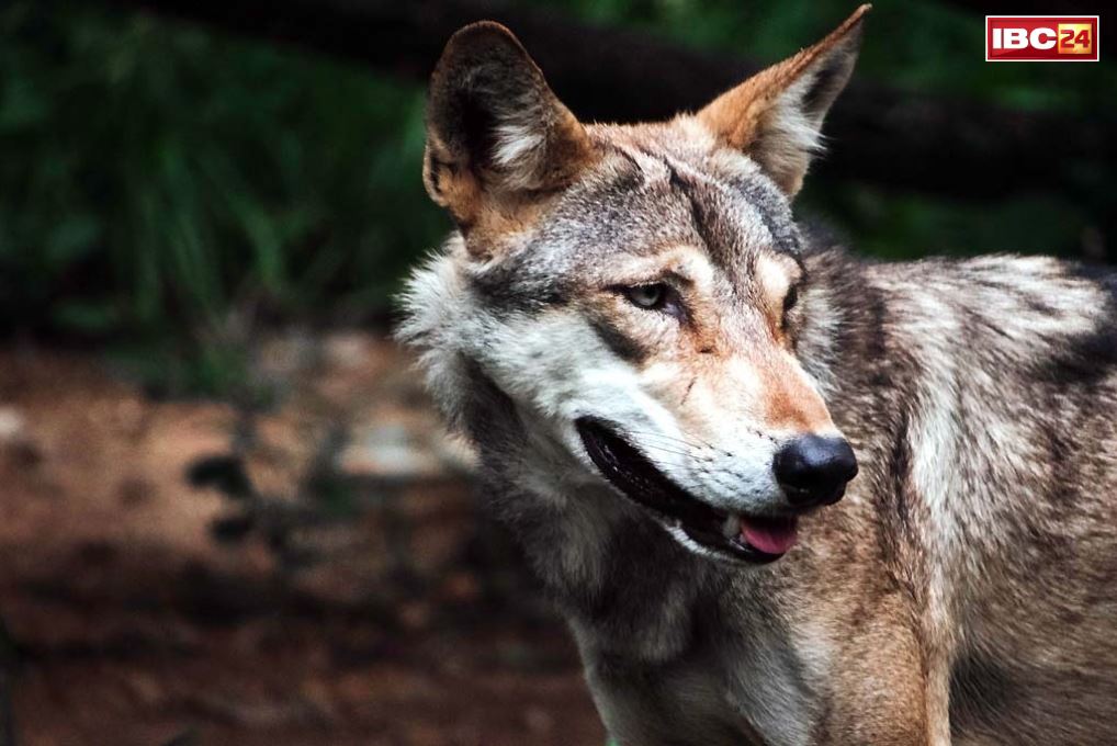 Wildlife attacks State Disaster: लोमड़ी और सियार का हमला भी माना जाएगा ‘राज्य आपदा’.. 11 वन्यजीवों के हमले सूची में शामिल, अब मिलेगा इतने लाख का मुआवजा