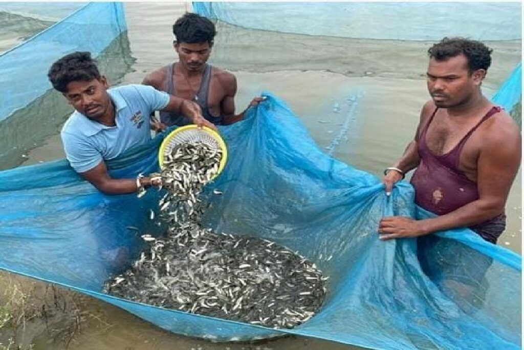 Fish Seed of Kanker/Image Credit: CG DPR