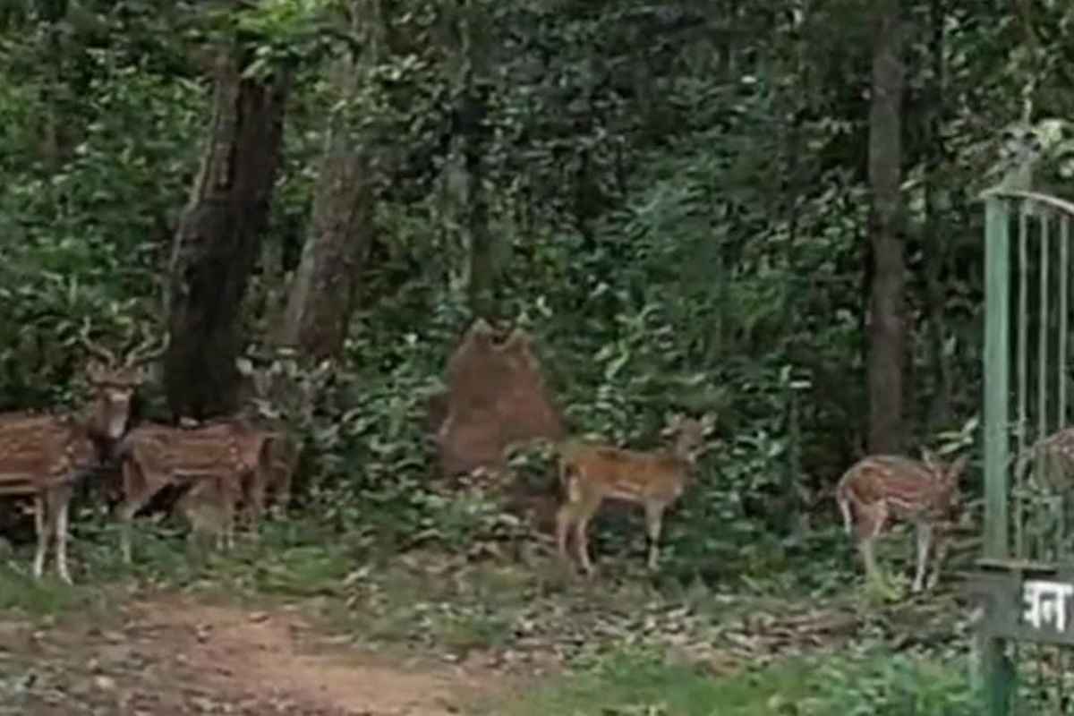 Keshkal News: केशकाल घाटी में नजर आया हिरणों का झुंड, वन विभाग में उत्साह का माहौल, कहा-‘वन्यजीवों का नजर आना आदर्श वन की निशानी है’