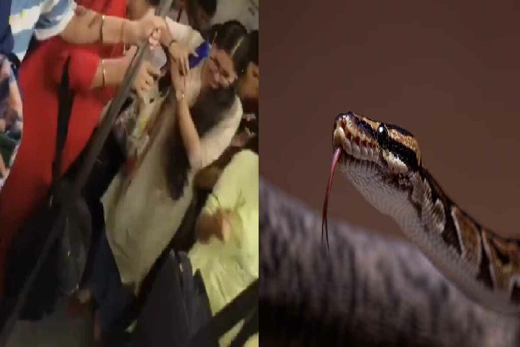 Snake In Delhi Metro/ Image Credit: X Handle and Freepik