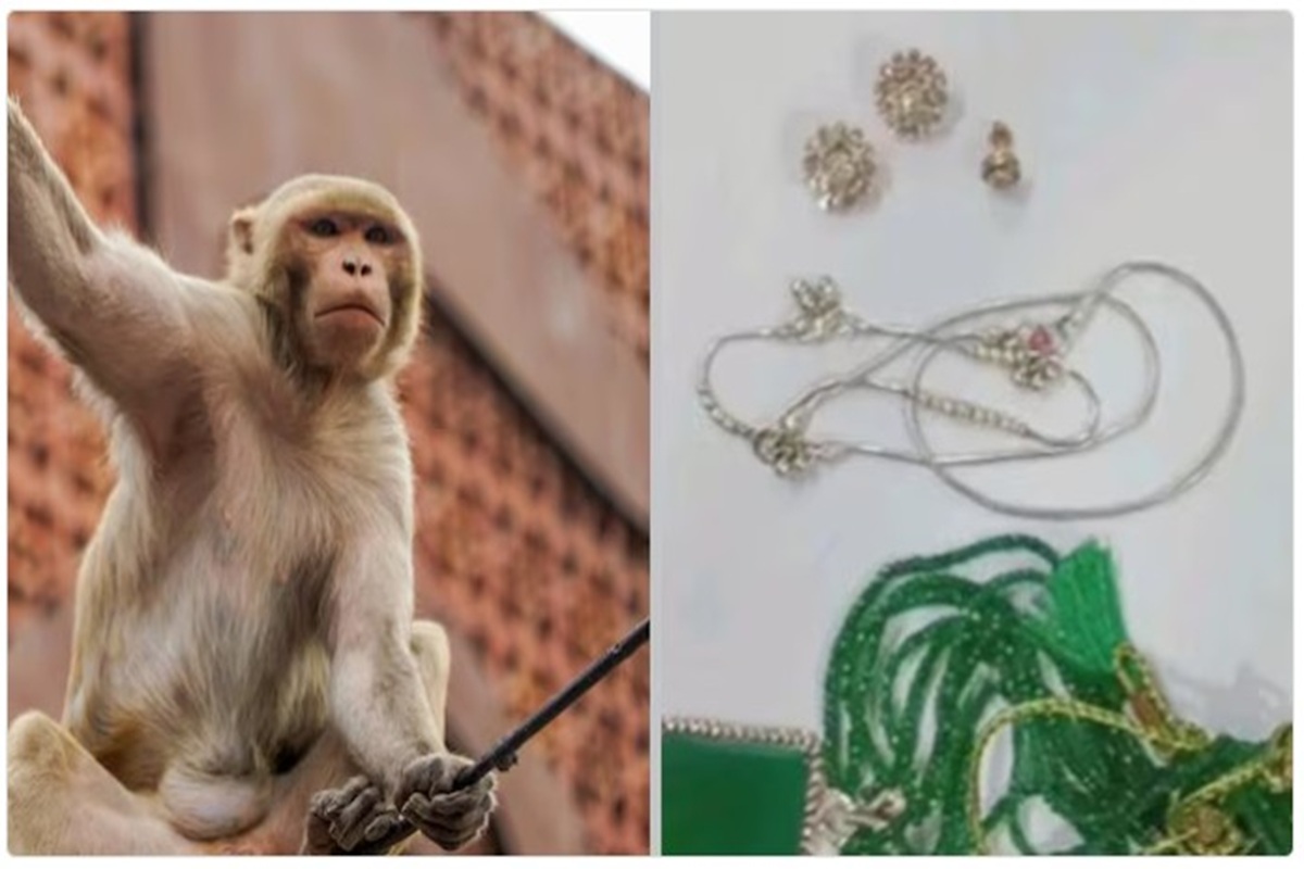 Vrindavan News: 20 लाख रुपये के हीरों के आभूषण से भरा थैला छीन ले गया बंदर, पुलिस को घंटो करनी पड़ी घेराबंदी