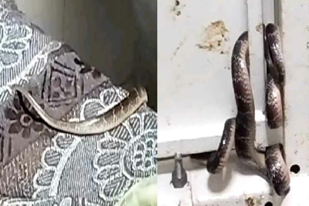 Gwalior News/ Image Credit: IBC24