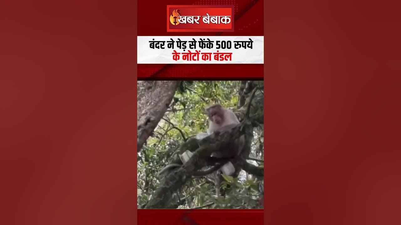 बंदर ने पेड़ से फेंके 500 रुपये के नोटों का बंडल #shorts #karnataka