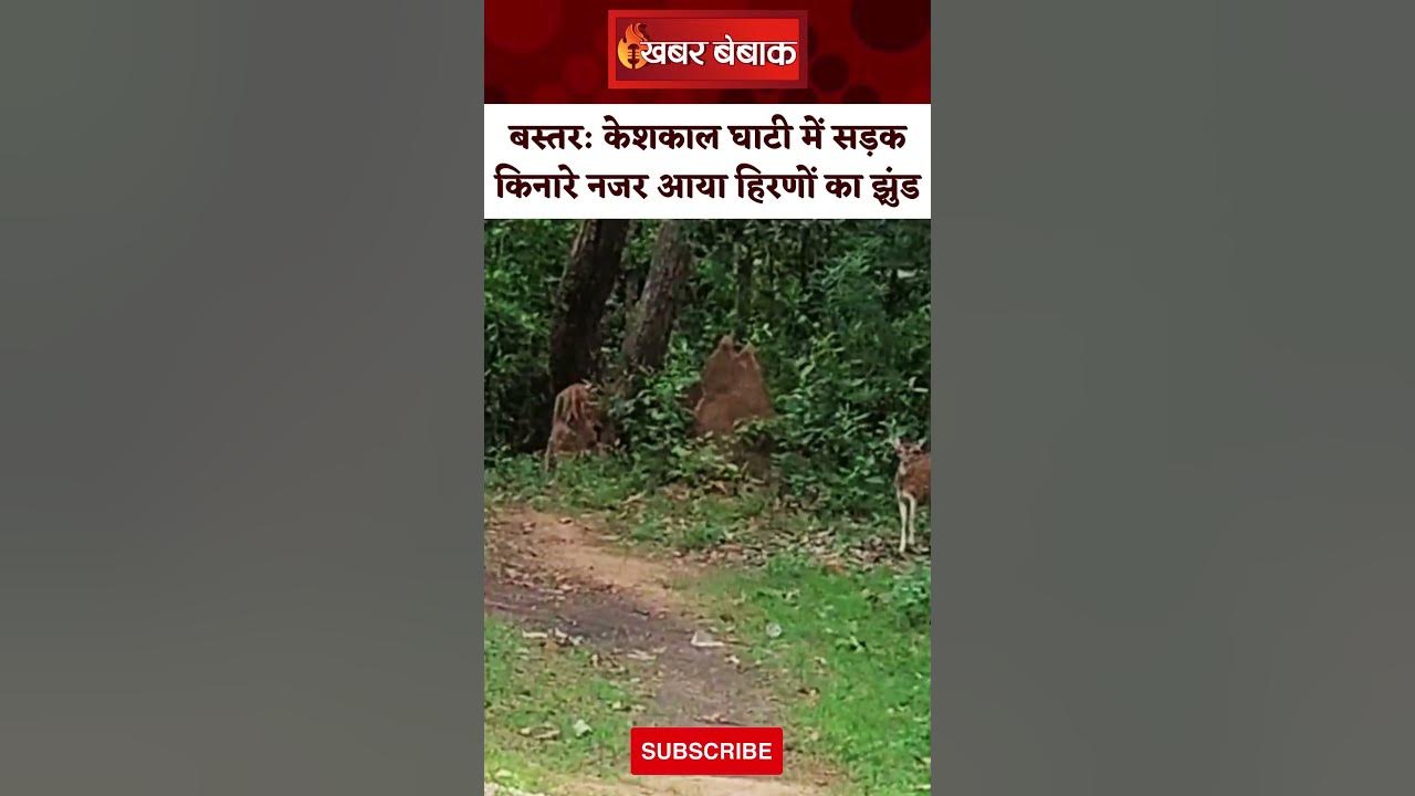 Bastar की केशकाल घाटी में नजर आया हिरणों का झुंड। Bastar news। Viral Video। Happy Video।