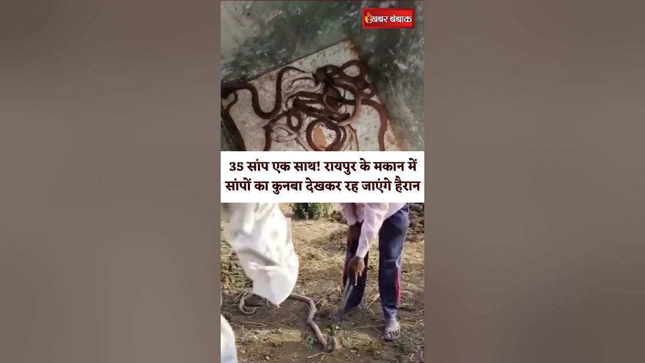 35 सांप एक साथ! Raipur के मकान में  सांपों का कुनबा देखकर रह जाएंगे हैरान | Raipur snake viral video