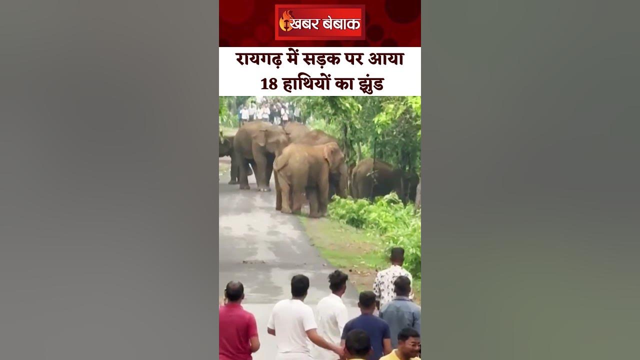 रायगढ़ में सड़क पर दिखा 18 हाथियों का झुंड, गांव में कराई गई मुनादी। Raigarh News। Elephants