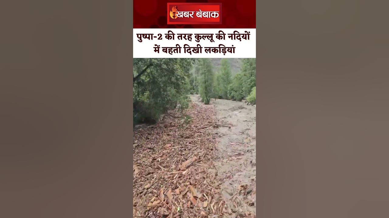 पुष्पा-2 की तरह कुल्लू की नदियों में बही लकड़ियां। Kullu News। Himachal Pradesh