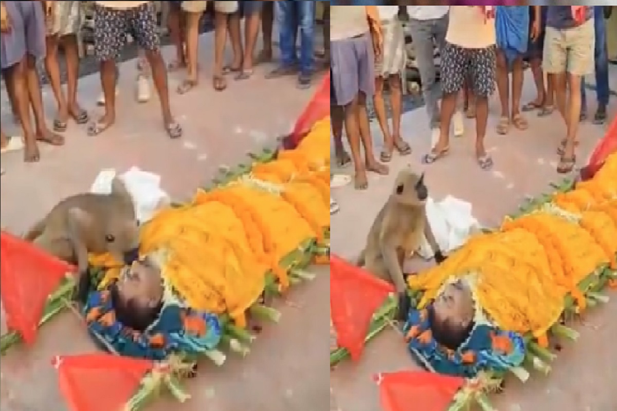Viral Video: हनुमान भक्त की अंतिम यात्रा में शामिल हुआ बंदर, मृतक के गालों को चूमा और फिर खूब रोया, आप भी देखें वीडियो