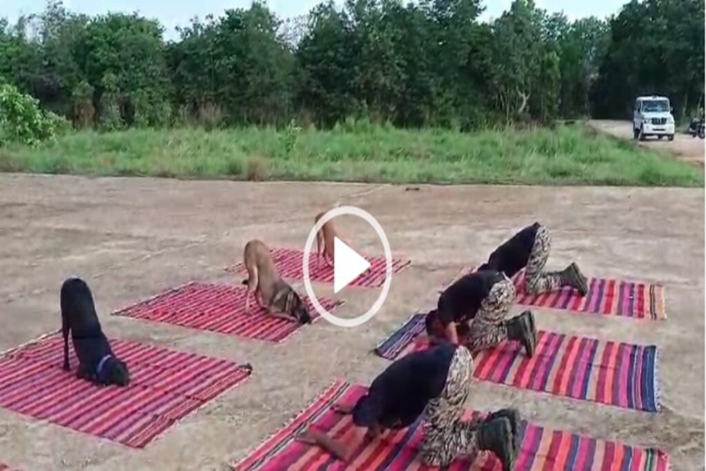 Dogs Yoga Video Viral, image source: ibc24