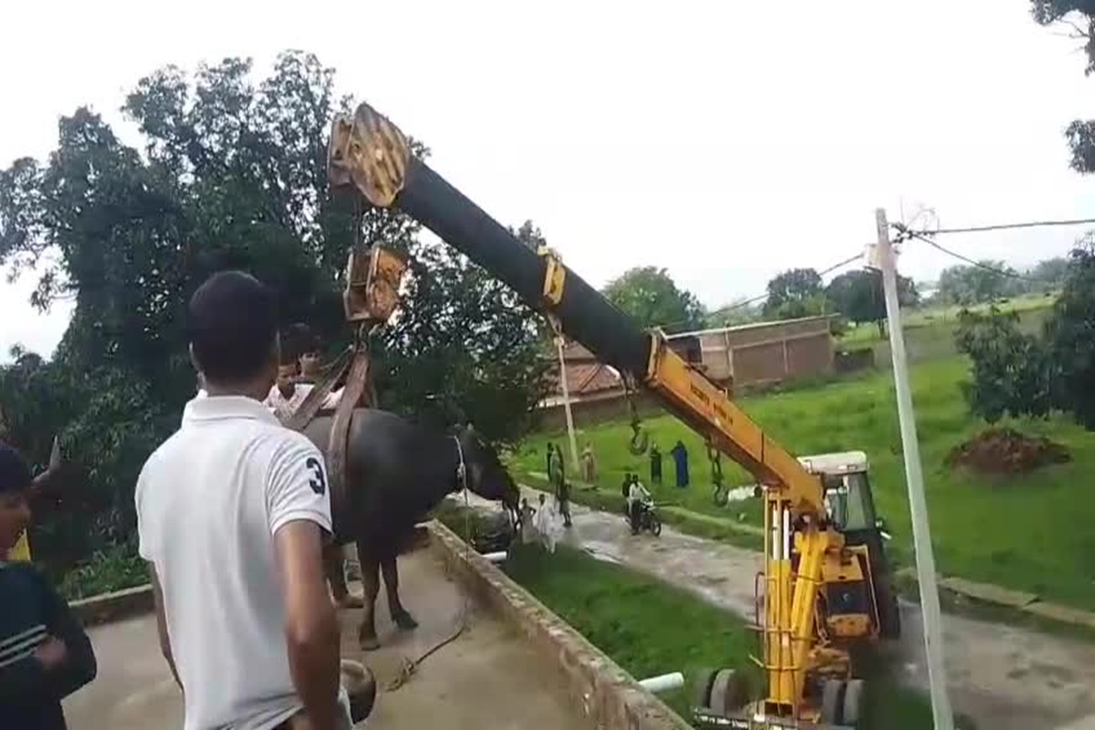 Singrauli news: घर की छत पर चढ़ी भैंस, उतारने के लिए बुलानी पड़ी क्रेन, वीडियो वायरल