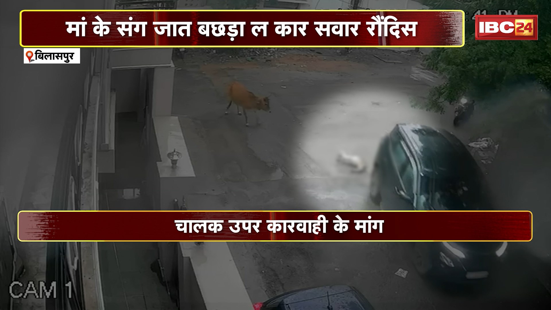 Bilaspur Accident News: मां के साथ जा रहे बछड़े को कार सवार ने रौंदा। पूरी घटना CCTV कैमरे में कैद। देखिए..