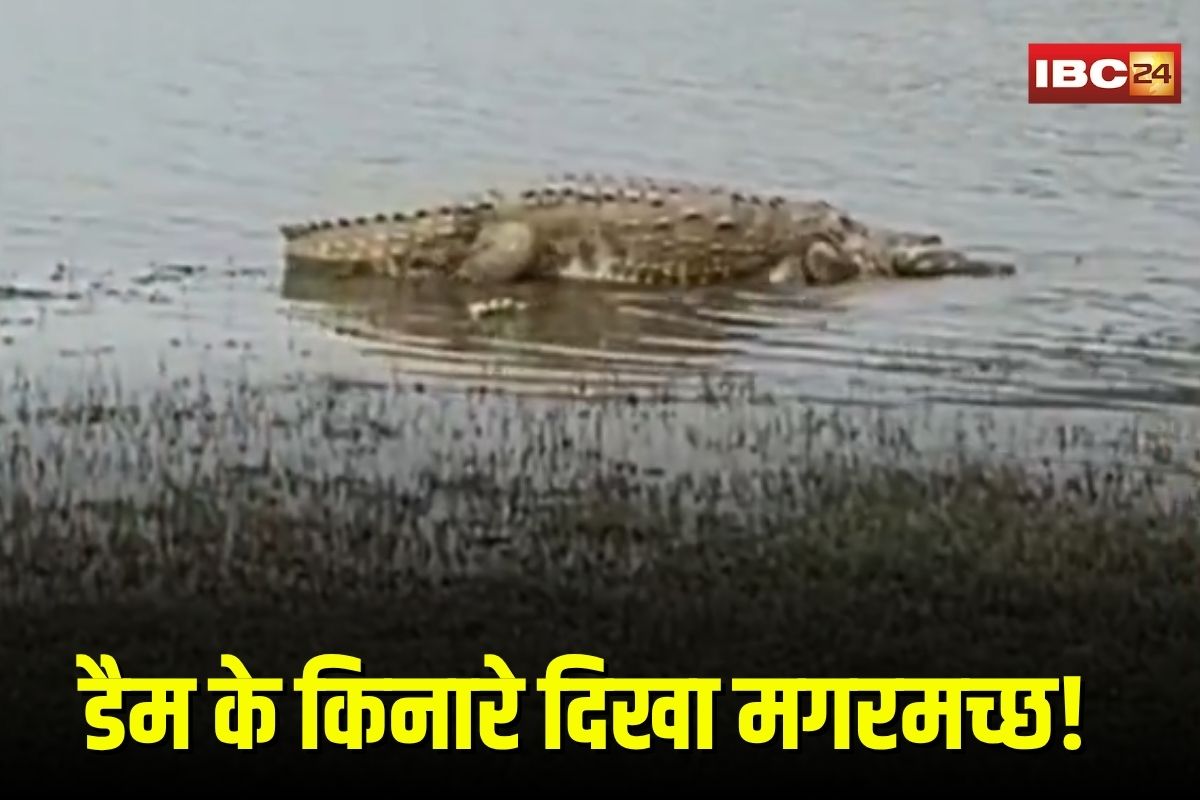 Bhopal Viral Video: डैम पर पिकनिक मनाने पहुंचे लोग, सामने आ गया मगरमच्छ! अब वायरल वीडियो देख उड़े होश