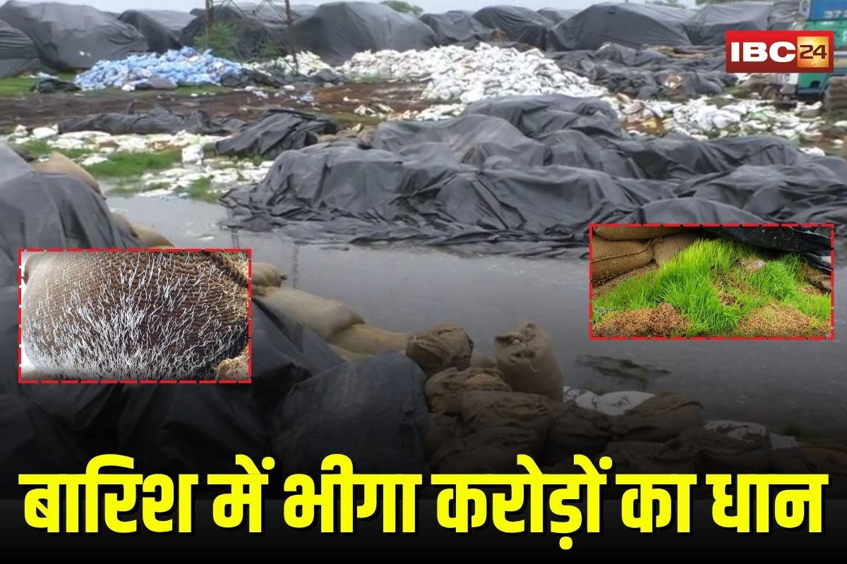 Janjgir Champa News: धान संग्रहण केंद्र में लापरवाही का खुलासा, बारिश में भीगी लाखों क्विंटल धान, करोड़ों का नुकसान, प्रशासन बेखबर