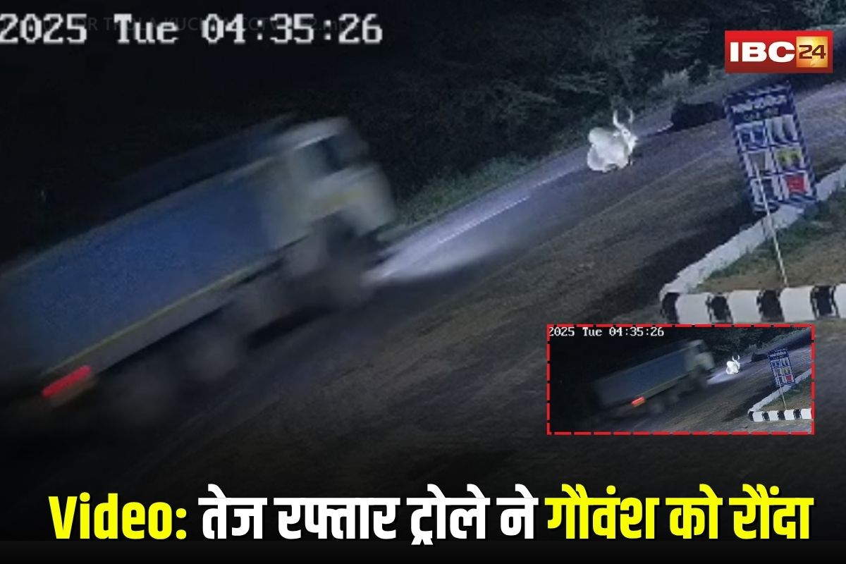 Jodhpur News: तेज रफ्तार ट्रोले ने गौवंश को रौंदा, 2 गायों की दर्दनाक मौत, हादसे का दिल दहला देने वाला CCTV फुटेज आया सामने