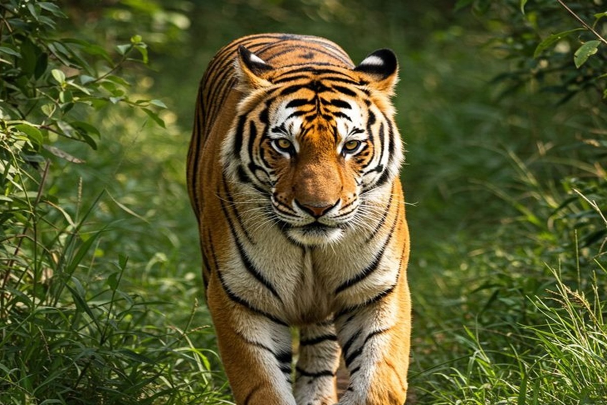 MP News: अंतरराष्ट्रीय बाघ दिवस पर विशेष, मध्यप्रदेश बना देश का टाइगर स्टेट, जानिए संरक्षण से लेकर पर्यटन तक की पूरी कहानी