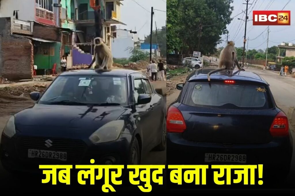 Monkey Viral Video | Image Source | IBC24