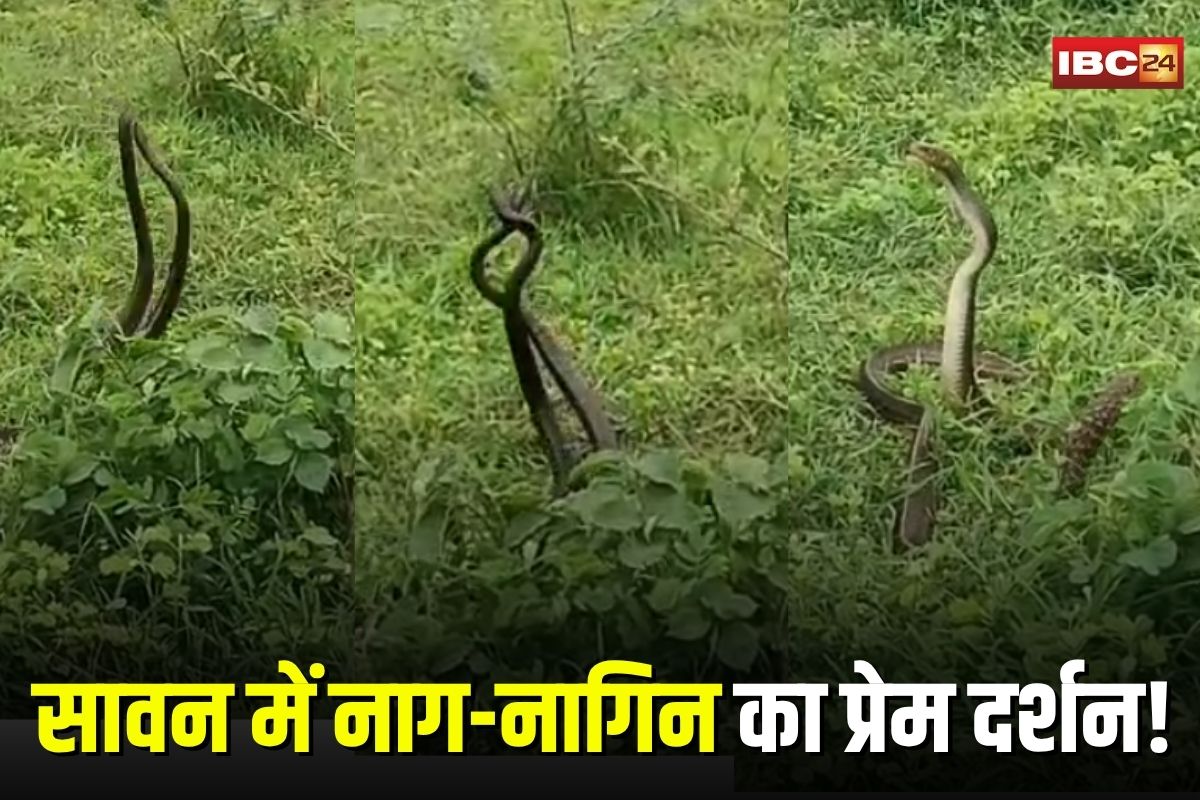 Nag Nagini Viral Video: सावन में नाग-नागिन का वायरल प्रेम दर्शन! आधे घंटे तक दिखा अद्भुत नज़ारा, लोग बोले- ये तो चमत्कार है