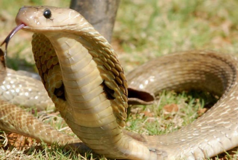 Badla Nagin Ka: बदला नागिन का…चुन-चुनकर डस रही परिवार के सदस्यों को, इतने लोगों की हो गई मौत, गांव में अनुष्ठान शुरू